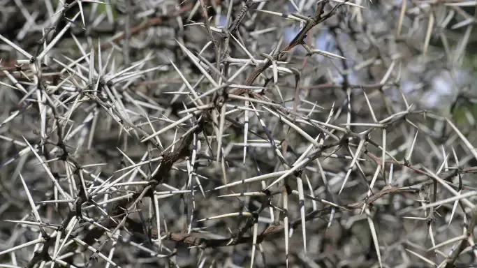 Thorny Barriers